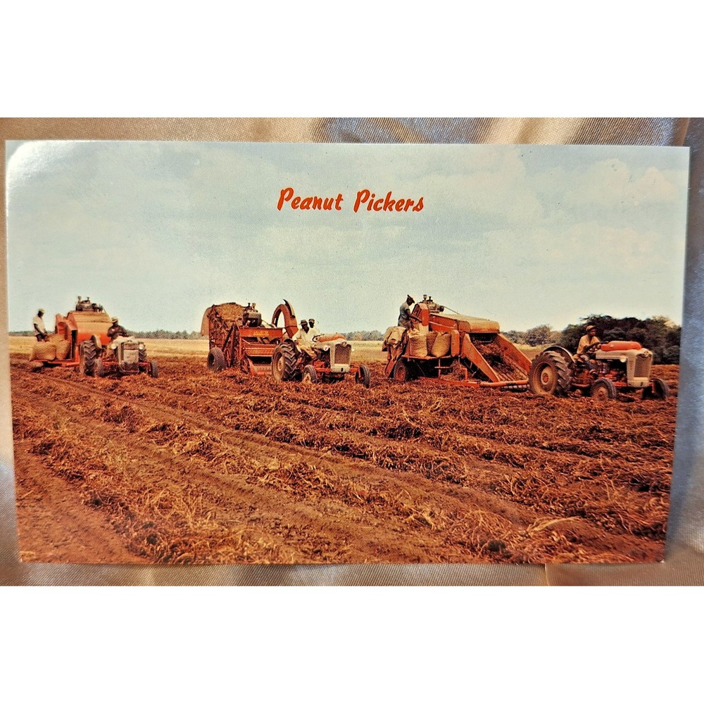 Historical Black Postcard "Peanut Pickers" Early 1900's